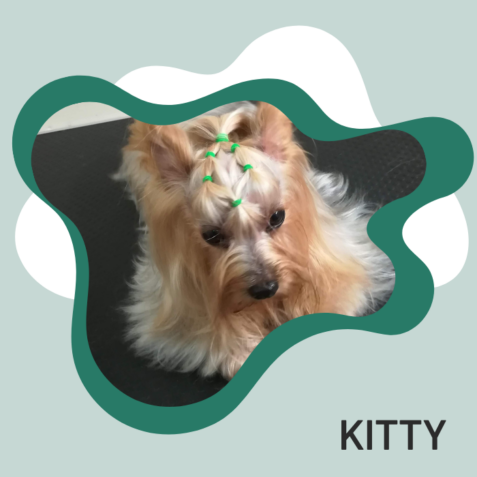 Kitty paciente veterinaria Manuel de Falla