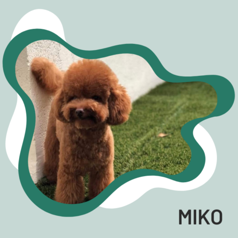 Miko paciente veterinaria Manuel de Falla