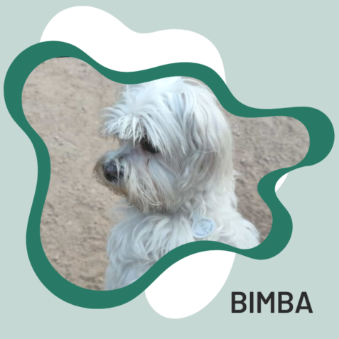 Bimba paciente veterinaria Manuel de Falla